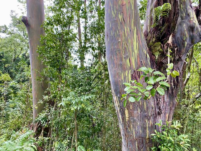 Rainbow Eucalyptus trees on the Road to Hana, Maui Hawaii